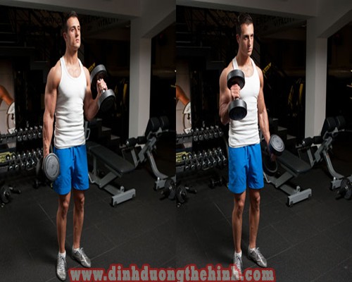Các bài tập cơ tay trước giúp tăng cơ bắp tốt nhất