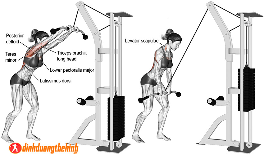 Straight Arm Pull down